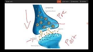 Synaptic transmission  excitation and inhibition [upl. by Lyndsey]