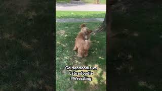 Goldendoodle vs Labradoodle goldendoodle labradoodle doodle [upl. by Bullion]