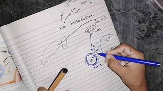 High Density Lipoprotein metabolism lipidmetabolism lipoprotein biochemistry [upl. by Inafit1]