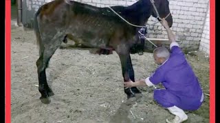 🐴 Laminitis in the horse signs of acute form 🐴 [upl. by Elon82]