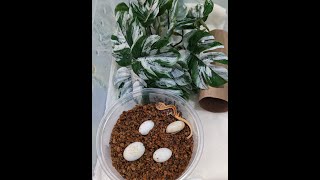 Crested Gecko Hatchling Setup amp Care and surprise hatching caught on camera [upl. by Feltie266]