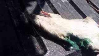 What Contrac rat poison does to rats [upl. by Ragan]