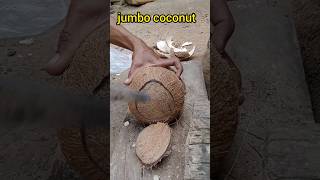 skill in removing coconut from the shell [upl. by Gnouhc]