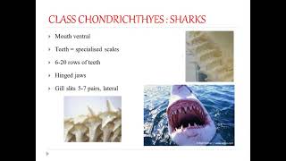 Class Chondrichthyes  1 [upl. by Warton]