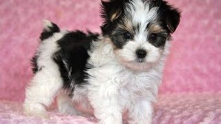 Morkie Dog breed giving birth and playing puppies [upl. by Anhpad]