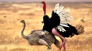 OSTRICH MATING The Crazy Process of Reproduction [upl. by Bushweller]