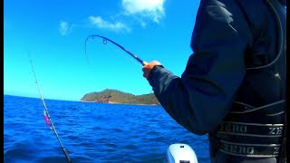 How to catch Yellowtail kingfishThey not feeding [upl. by Miza]