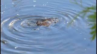 Platypus Sighting [upl. by Athey]