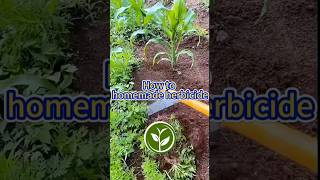 How to homemade herbicide shortvideo garden howto youtubeshorts agriculture viralvideo [upl. by Eneloj]