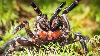 Large funnelweb spider in Booderee National Park [upl. by Drehcir]