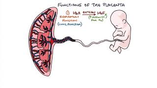 Understanding the Placenta [upl. by Joiner]