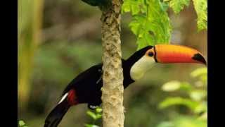 Sounds of Nature Amazon Rainforest [upl. by Dnallor]