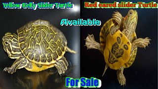 Baby Red eared slider amp Yellow Belly Slider Turtle  Available for sale [upl. by Desiri115]