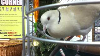 Ring Necked Dove Cooing [upl. by Talia503]