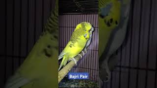 Bajri tote adult pair Budgies male female breeding pair bajritote budgies breedingpair [upl. by Dagney]