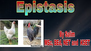 Epistasis part 1Dominant epistasis  Principles of Inheritance and variations class 12 [upl. by Sanger]