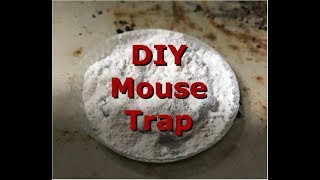 How to get rid of rats and mice in home for less than 100 [upl. by Areivax]