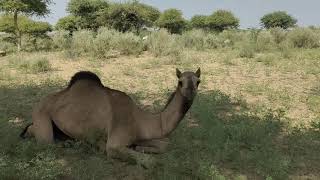 A camel is a son in an open forestcamel forest tharparkar youtubevideo [upl. by Garlanda]