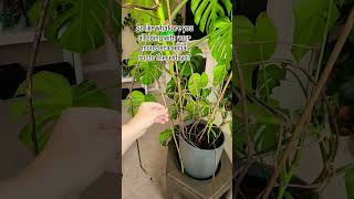 Monstera airal roots propagation plants beautiful soillove garden soilpot soiltypes farming [upl. by Enilatan772]