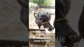 The domesticbuffalo scientific name Bubalusbubalis also known as waterbuffalo [upl. by Latoye]