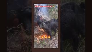 goat at hill areasytshorts viralvideo goat allergyrelief [upl. by Neumeyer779]