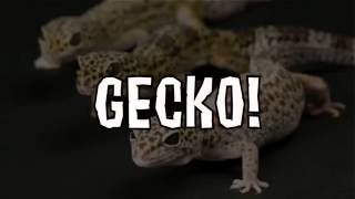 Animal Jam OST  Geckos LYRICS ON SCREEN [upl. by Annaeoj]