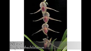 Norman Fang Live Episode 90 Care amp Culture of Paphiopedilum rothschildianum [upl. by Hsac]