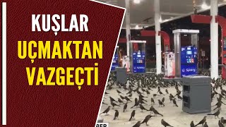 KUŞLAR UÇMAKTAN VAZGEÇTİ [upl. by Artenak]