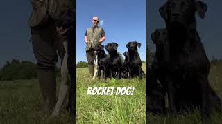 Super fast Labrador Retriever Gundog Training dog [upl. by Karena]