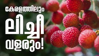 കേരളത്തിലും ലിച്ചീ വളരും  Lychee Grown in Kerala Kollam Kumar Nursery [upl. by Uela]