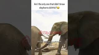 Elephants do this elephants viral animals [upl. by Reppep]