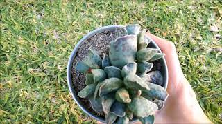 ADROMISCHUS COOPERI CUIDADOS BÁSICOS DE ESTA PEQUEÑA PLANTA SUCULENTA [upl. by Ninahs]