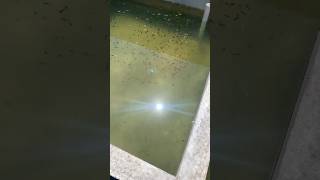 viral aquariumhobby aquarium reels fish fypシ guppies shortvlog goldfish betta shorts [upl. by Niram]