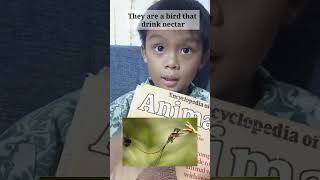 Fouryear old Filipino boy shares trivia on Marvelous Spatuletail [upl. by Nednyl]