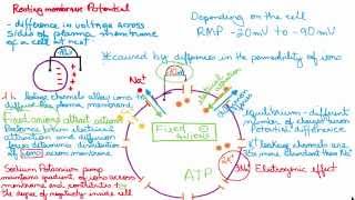 Resting membrane potential easy and simple explanation [upl. by O'Conner]