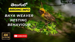 Viral Video Watch How a Baya Weaver Bird Builds Its Nest [upl. by Alyhs]