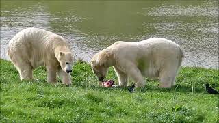 Die EisbärenKerle vom Yorkshire Wildlife ParkGB  09 2023 [upl. by Mcgruter42]