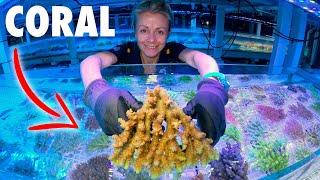 Worlds LARGEST CORAL Collector Tour Inside Australia [upl. by Joerg301]