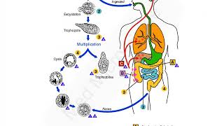 Entamoeba histolytica lecture [upl. by Cida]