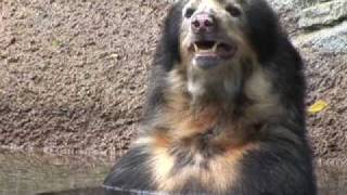 Spectacled Bear Pair  Meet Willie and Pattie Houston Zoos Spectacled Bears [upl. by Ary]