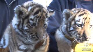 Tiger Cubs Meet the Public [upl. by Cavallaro]