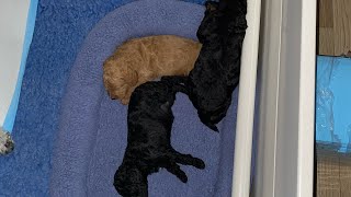 Phantom Goldendoodle litter settling in for the night [upl. by Wittie128]