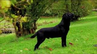 Black Labrador working gundog [upl. by Sergeant]