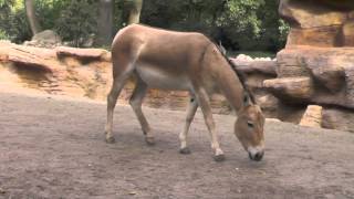 Onager Blattfresser [upl. by Filip]