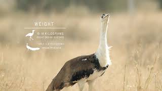 Great Indian Bustard  On The Brink [upl. by Sokram532]