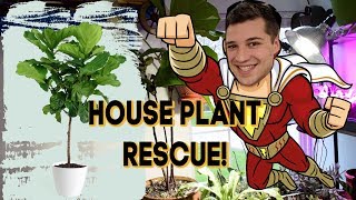 Fiddle Leaf Fig Rescue How to REVIVE a Ficus Lyrata [upl. by Knoll974]