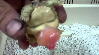 Sulcata Tortoise Hatching 6 [upl. by Guglielmo987]