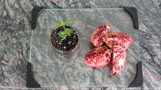 How to Grow a Pomegranate Tree from Seed Works Every Time [upl. by Silenay840]