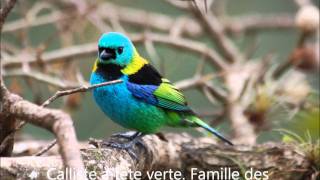 les oiseaux du monde haut en couleurs [upl. by Drolet]