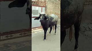 🐄Gaay MataG Gomati🐄radhakrishna vairalshort vairalreels [upl. by Astra]